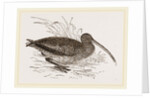 Curlew by Anonymous