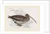 Curlew by Anonymous