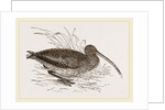 Curlew by Anonymous