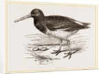 Oyster-catcher by Anonymous