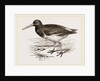 Oyster-catcher by Anonymous