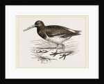 Oyster-catcher by Anonymous