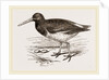 Oyster-catcher by Anonymous