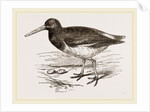 Oyster-catcher by Anonymous