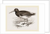 Oyster-catcher by Anonymous