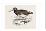 Oyster-catcher by Anonymous