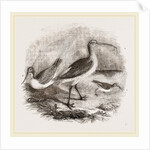 Group of Scolopacidae by Anonymous