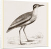 Black-bellied Swift-foot by Anonymous