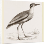 Black-bellied Swift-foot by Anonymous