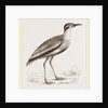 Black-bellied Swift-foot by Anonymous
