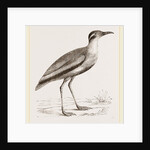 Black-bellied Swift-foot by Anonymous