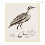 Black-bellied Swift-foot by Anonymous