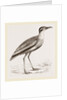 Black-bellied Swift-foot by Anonymous