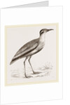 Black-bellied Swift-foot by Anonymous