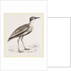Black-bellied Swift-foot by Anonymous