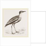 Black-bellied Swift-foot by Anonymous