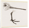 Hed and Leg of Snipe by Anonymous