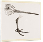 Hed and Leg of Snipe by Anonymous