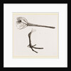 Hed and Leg of Snipe by Anonymous