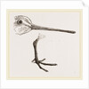 Hed and Leg of Snipe by Anonymous