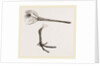 Hed and Leg of Snipe by Anonymous