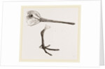 Hed and Leg of Snipe by Anonymous