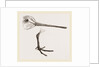 Hed and Leg of Snipe by Anonymous