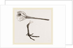 Hed and Leg of Snipe by Anonymous