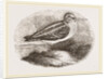 Jack Snipe by Anonymous