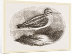 Jack Snipe by Anonymous