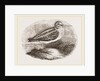 Jack Snipe by Anonymous