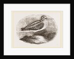 Jack Snipe by Anonymous