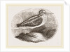 Jack Snipe by Anonymous
