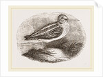 Jack Snipe by Anonymous