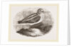 Jack Snipe by Anonymous