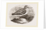 Jack Snipe by Anonymous