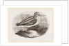 Jack Snipe by Anonymous