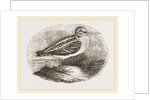 Jack Snipe by Anonymous