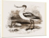 Avocet by Anonymous