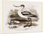 Avocet by Anonymous