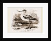 Avocet by Anonymous