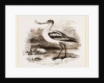 Avocet by Anonymous