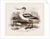 Avocet by Anonymous