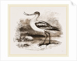 Avocet by Anonymous
