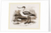 Avocet by Anonymous