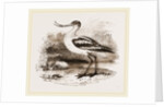 Avocet by Anonymous