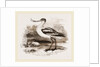 Avocet by Anonymous