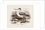 Avocet by Anonymous