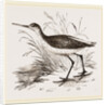 Marsh Sandpiper by Anonymous