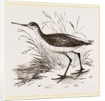 Marsh Sandpiper by Anonymous